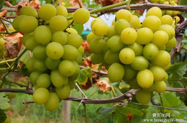 葡萄陽(yáng)光玫瑰_2