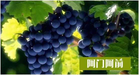 晚飯只吃葡萄會(huì)胖嗎（圖）_1