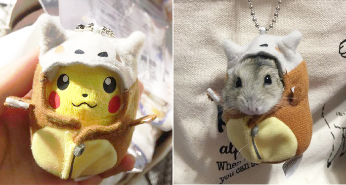 AA國(guó)際動(dòng)漫：穿上皮卡丘睡袋的小倉(cāng)鼠不要太激萌！_2