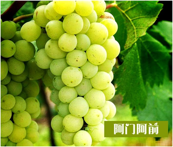 多吃葡萄會發(fā)胖嗎（圖）_2