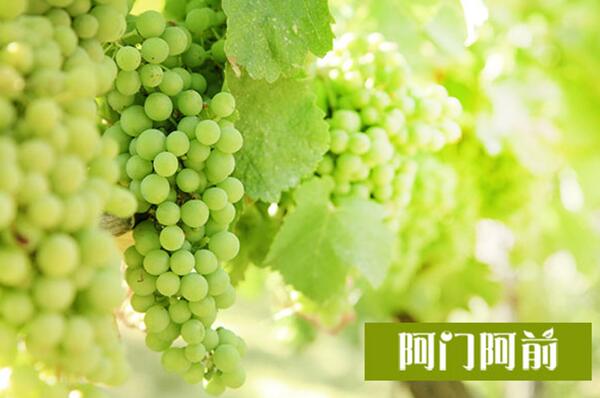 經(jīng)期吃葡萄可以嗎_2