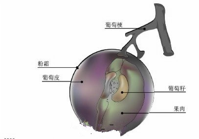 葡萄与健康（图）_1