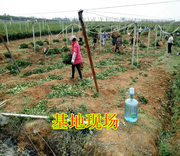 廣西春甜桔苗出售&廣西春甜桔苗價格多少錢&廣西供應大量春甜桔苗_4