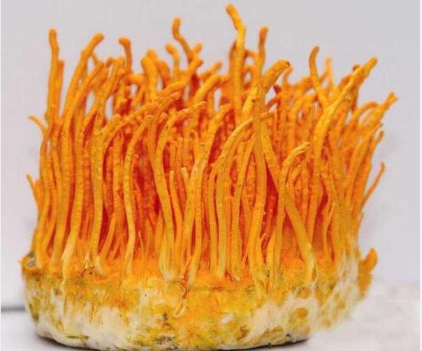 蛹蟲草片代加工 人參蛹蟲草冬季熱門保健食品OEM貼牌_1