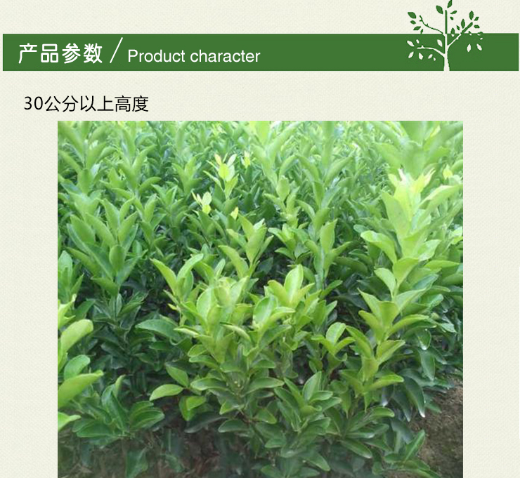 南寧哪里有巴西蜜桔苗出售_2