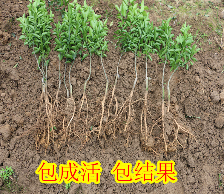 象州哪里有果樹苗銷售_3