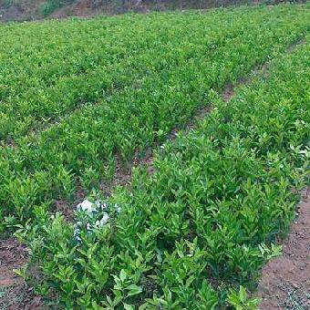 象州哪里有南豐蜜橘苗批發(fā)基地_2