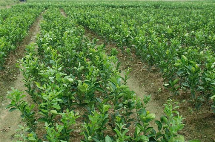 象州哪里有南豐蜜橘苗批發(fā)基地_3