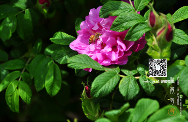 能喝的玫瑰花含有營養(yǎng)精油（圖）_5