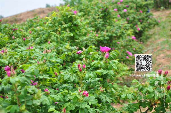 能喝的玫瑰花含有營養(yǎng)精油（圖）_6