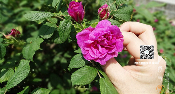 能喝的玫瑰花含有營養(yǎng)精油（圖）_7