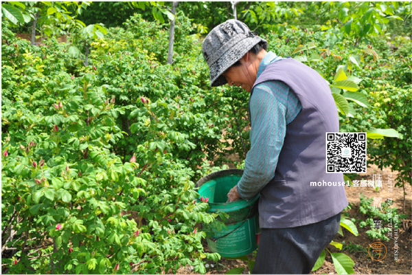 能喝的玫瑰花含有營養(yǎng)精油（圖）_8