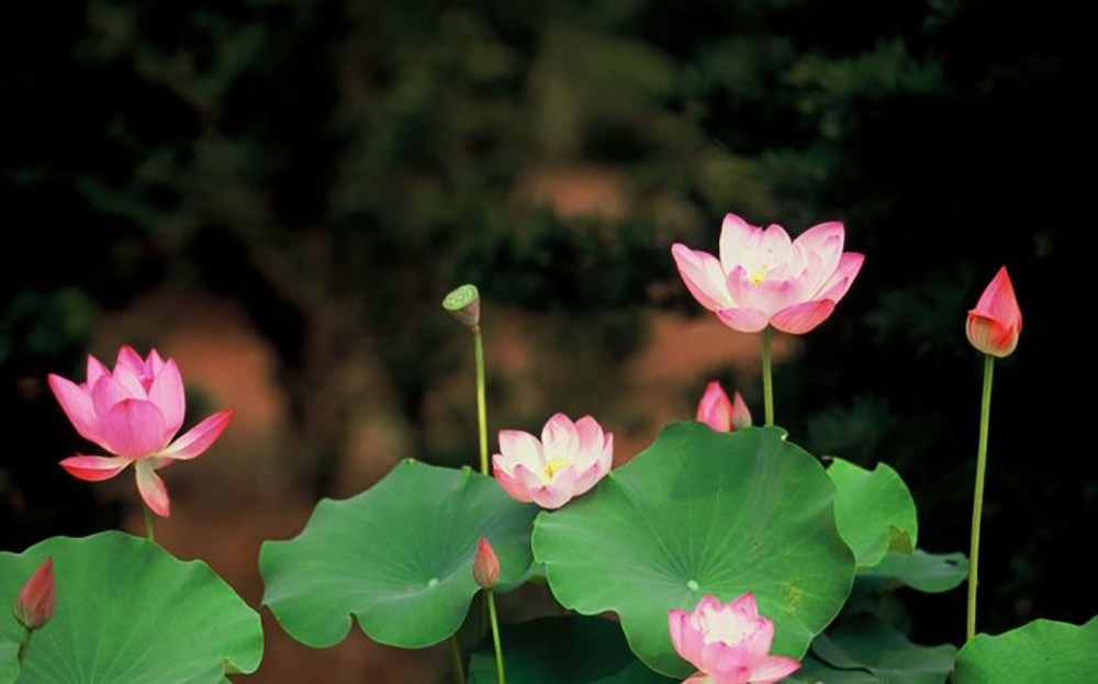 高潛能健康器，健康體驗館,電場能量儀功能原理介紹（圖）_1