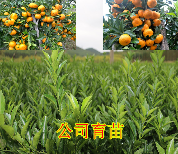 黔南哪里有臍橙苗批發(fā)_1