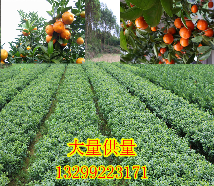 福建供應柑橘種苗｜福建柑橘種苗基地批發(fā)｜福建柑橘種苗銷售價格_2