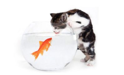 你以為喵的眼里有彩虹？其實(shí)是歐菲兒美瞳。（圖）_6