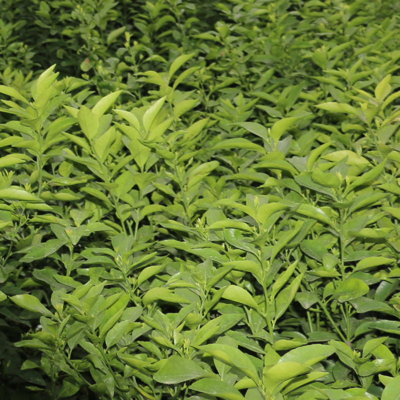 黔南鹿寨蜜橙苗價(jià)格【黔南鹿寨蜜橙苗價(jià)格一棵多少錢(qián)】黔南果苗大量批發(fā)價(jià)格_2