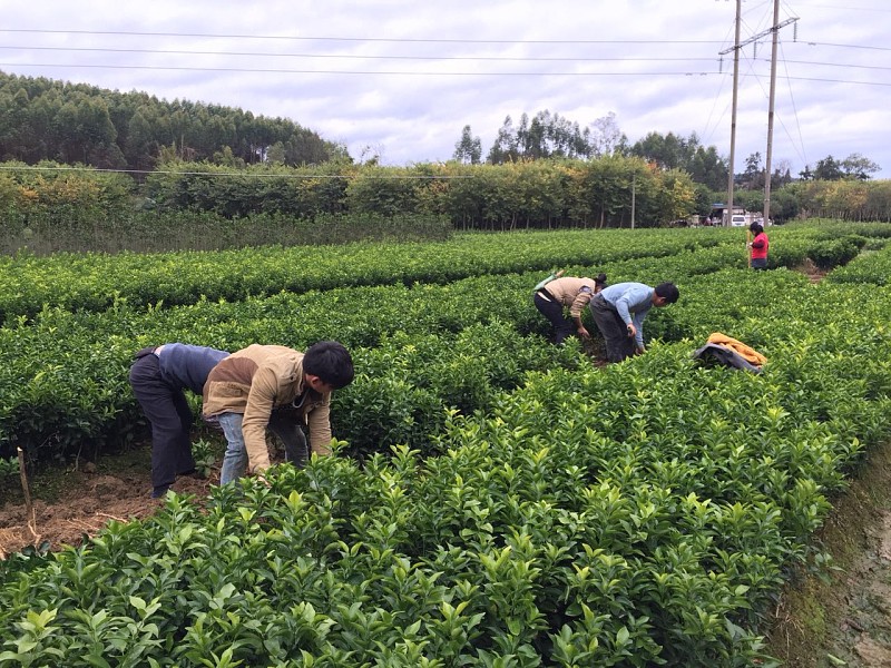 黔南鹿寨蜜橙苗價(jià)格【黔南鹿寨蜜橙苗價(jià)格一棵多少錢(qián)】黔南果苗大量批發(fā)價(jià)格_4