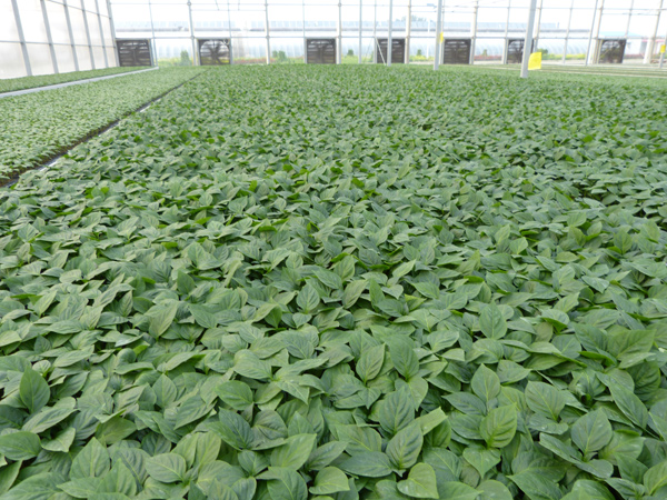 新鄉(xiāng)辣椒苗廠(chǎng)家 抗寒辣椒苗批發(fā)（圖）_1