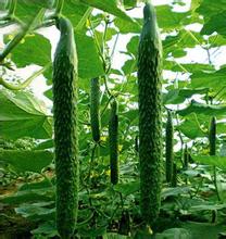 焦作現(xiàn)貨供應(yīng)黃瓜苗 嫁接苗18765720716（圖）_1