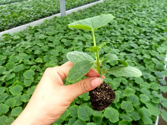 菏澤供應(yīng)嫁接黃瓜苗 苗廠批發(fā)18765720716（圖）_1