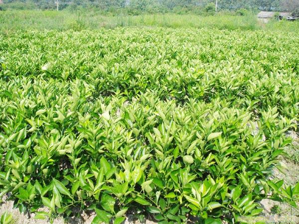 云南廣橘果苗出售&云南廣橘果苗價格多少錢&云南供應大量廣橘果苗_4