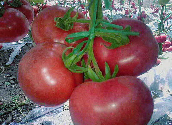 長(zhǎng)春黃瓜苗廠家直供 壽光辣椒苗報(bào)價(jià)（圖）_1