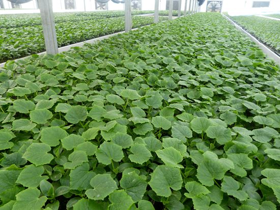 晉城黃瓜苗廠家直供 壽光辣椒苗報(bào)價(jià)(圖)_2