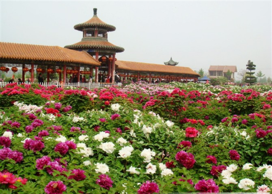 “中國牡丹城”又增一家蜜逗酷飲美食店（圖）_1