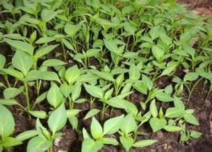 蚌埠辣椒苗價格、優(yōu)質(zhì)辣椒苗批發(fā)、廠家直銷_1