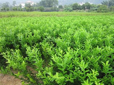 重慶優(yōu)質(zhì)果苗網(wǎng)哪里有_1