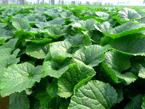 廊坊羊角蜜甜瓜苗廠家 甜瓜苗育苗價格18765720716_1