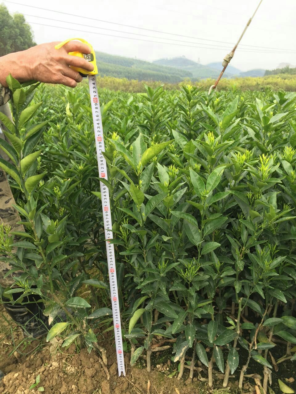 安順哪里有清香蜜桔苗批發(fā)基地_1