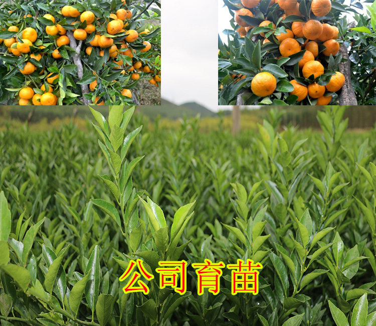 安順哪里有清香蜜桔苗批發(fā)基地_2