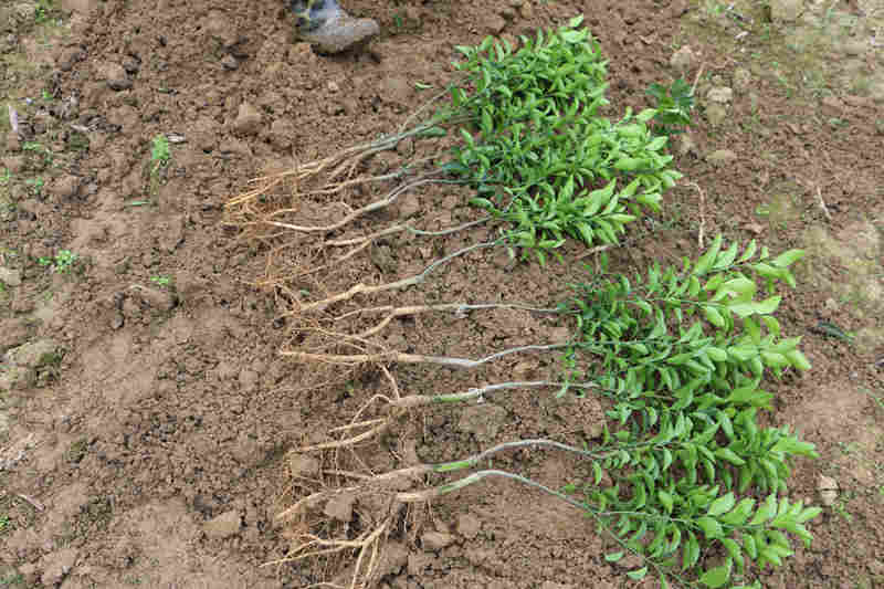 安順哪里有清香蜜桔苗批發(fā)基地_4