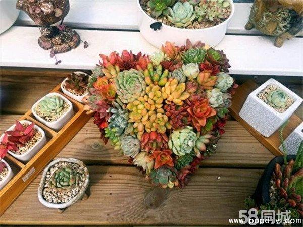 【創(chuàng)意植物制作加盟店】墨飾居開(kāi)創(chuàng)植物美學(xué)新概念_4