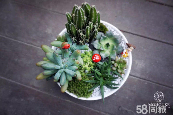 【創(chuàng)意植物制作加盟店】墨飾居開(kāi)創(chuàng)植物美學(xué)新概念_7