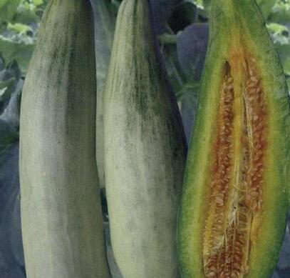 宣城西瓜苗育苗廠 甜瓜苗廠家 18765720716_1