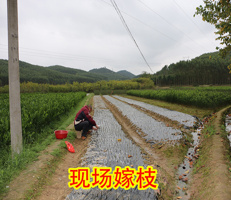 安順哪里有鹿寨蜜橙苗批發(fā)基地_2