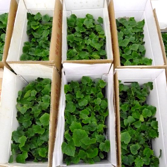 池州黃瓜苗批發(fā) 壽光黃瓜苗價格_1