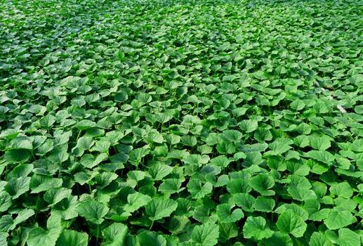 贛州西瓜苗經(jīng)銷 紅玉京欣西瓜苗廠家18953618755（圖）_1