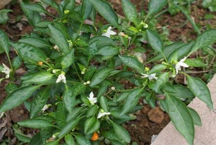 商丘嫁接茄子苗批發(fā) 辣椒苗哪有賣的_1