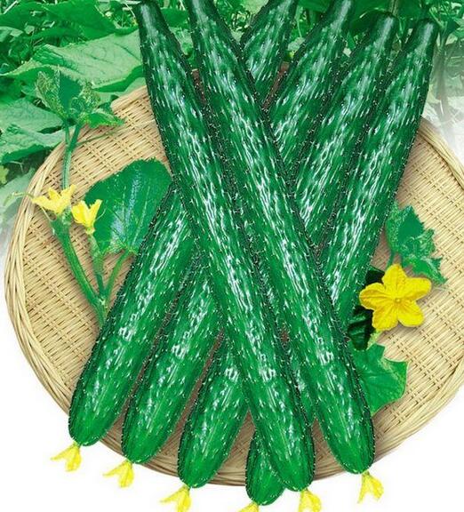 棗莊黃瓜苗廠家 棗莊黃瓜苗價格 18953618755（圖）_1