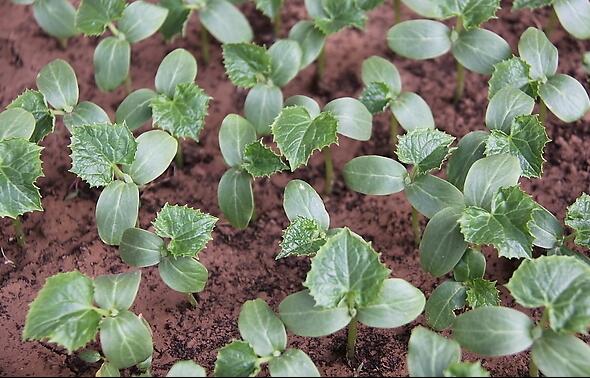 淮安黃瓜苗廠家 嫁接西紅柿苗價格 18953618755（圖）_2