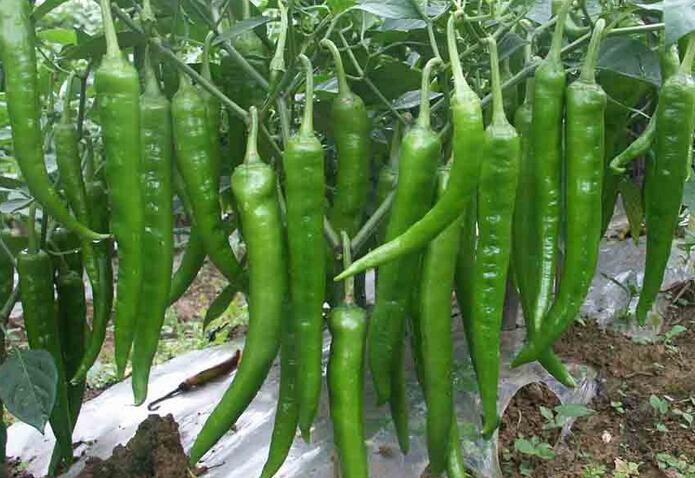 溫州辣椒苗廠家高產(chǎn)18765720716(圖)_4