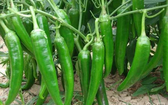 南昌辣椒苗廠家高產(chǎn)18765720716（圖）_3