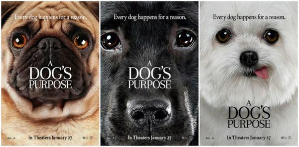 AA國際動漫:前前前世見過你 《一條狗的使命》有望引入國內(nèi)_1