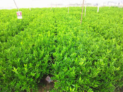 湖南哪里有柳州沃柑苗批發(fā)基地_3