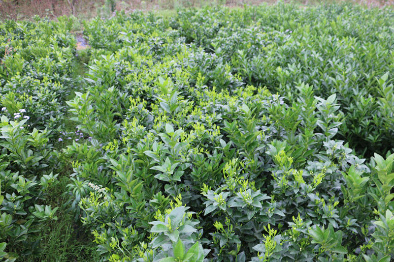 江西哪里有春甜桔苗賣_1