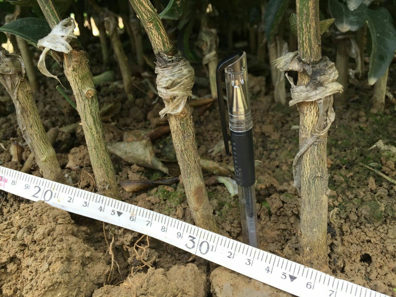 江西哪里有春甜桔苗賣_3